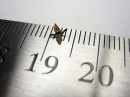 Tiny Origami Crane - 3mm across Tiny Origami Crane - 3mm across