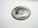 Tiny Origami Crane on Coin